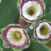 Primula Auricula Astolat - Abriachan Nurseries